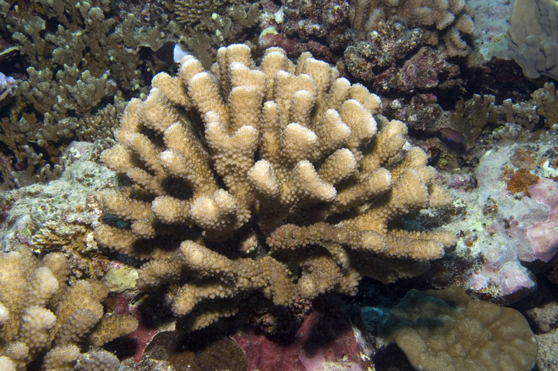 Pocillopora elegans